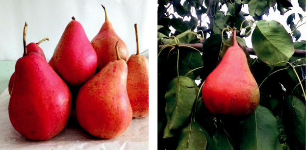 Плоди груші сорту Весільна, оброблені досліджуваними біопрепаратами