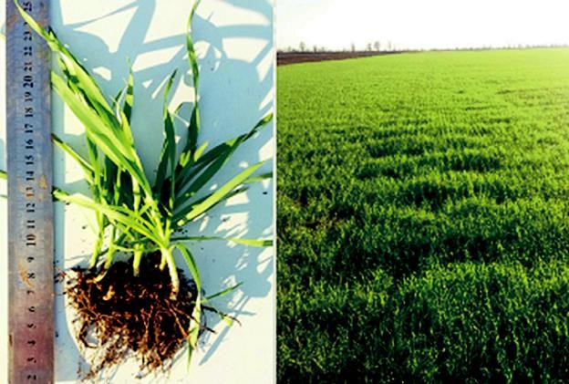 Застосування "Цидокс Про" на озимій пшениці. Обробка насіння – 2 л/т.  Миколаївська обл. 2017 р.